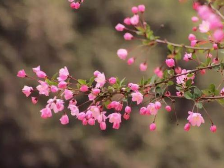 待海(hǎi)棠花(huā)開(kāi)時(shí),再回到(dào)二十年(nián)前可(kě)好(hǎo)